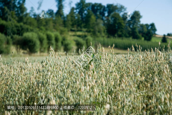 夏天-匯圖網(wǎng) www.fosd68.com 夏天