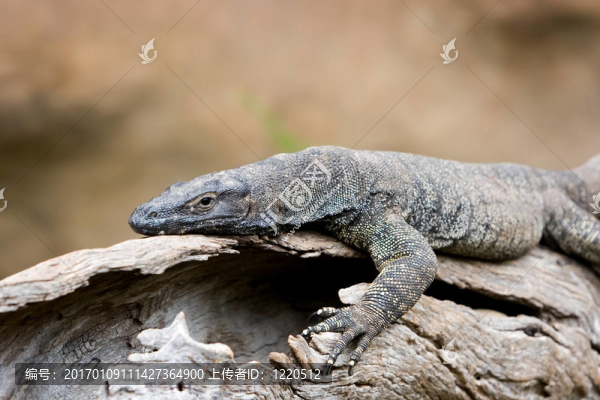 懶惰會(huì)-匯圖網(wǎng) www.fosd68.com 懶惰會(huì)