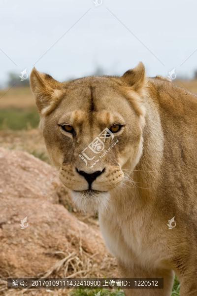 母獅