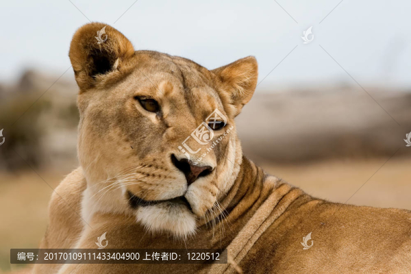 懶獅子