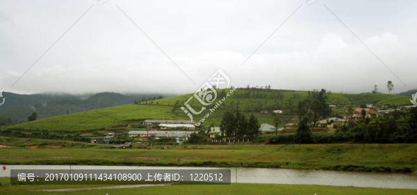 斯里蘭卡茶園