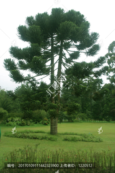 公園