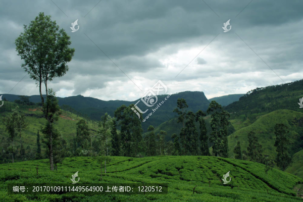 斯里蘭卡茶園