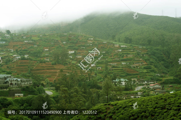 斯里蘭卡茶園