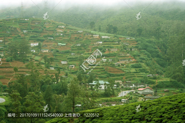 斯里蘭卡茶園