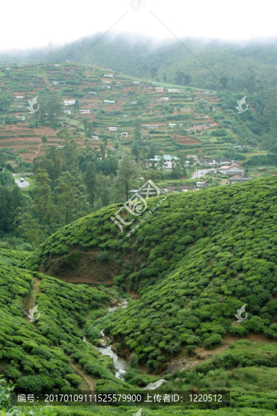 斯里蘭卡茶園