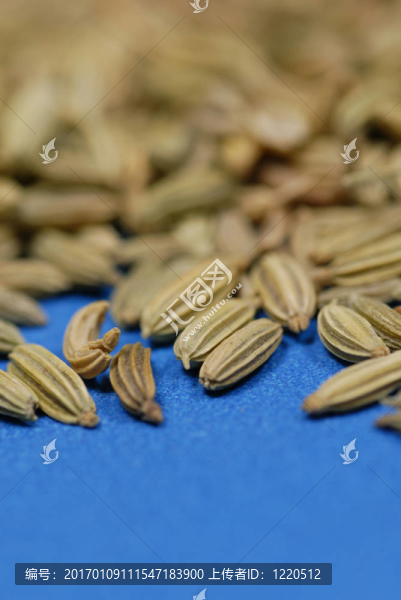 茴香種子