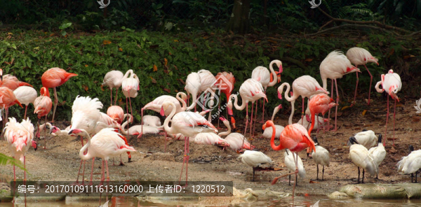 火烈鳥(niǎo)