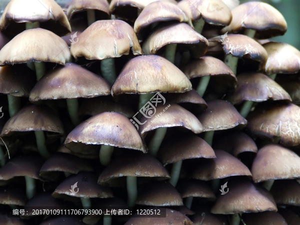 蘑菇-匯圖網(wǎng) www.fosd68.com 蘑菇