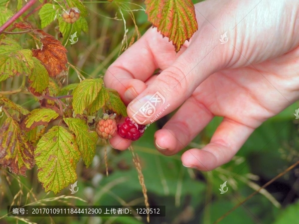 raspber,berrypicking
