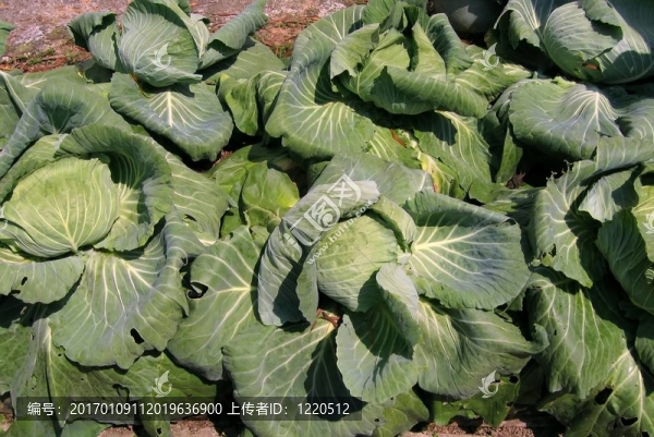 卷心菜