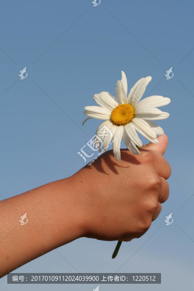 雛菊