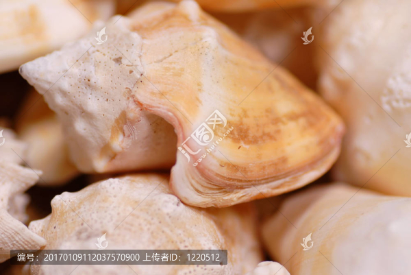 貝殼
