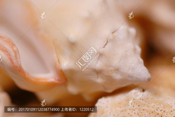 貝殼