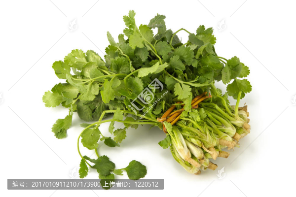 多汁香芫荽