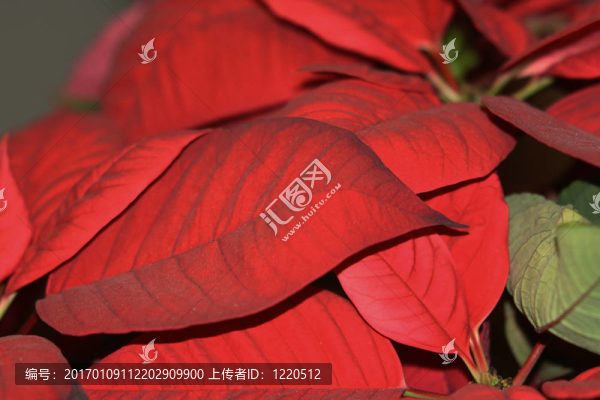 紅色的葉子