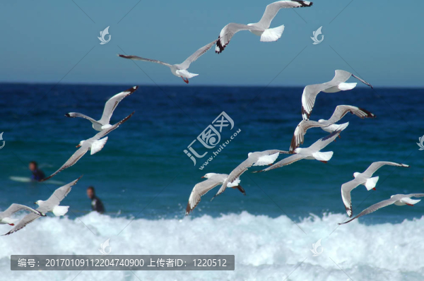 飛翔的海鷗