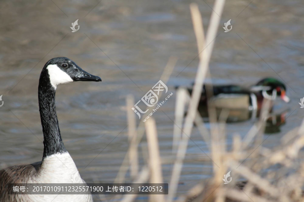 鵝和達克