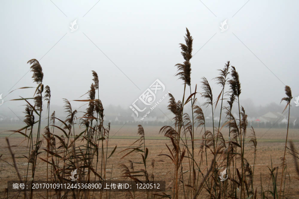 霧天的小麥