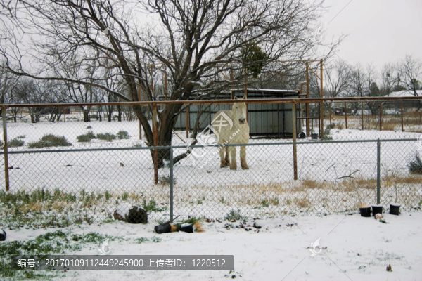 雪在德克薩斯