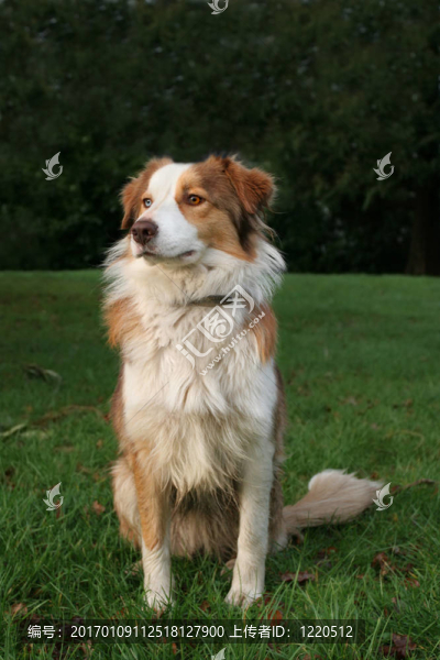 蕓石色牧羊犬
