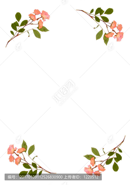 按Pink,Roses