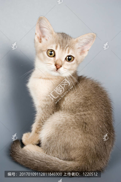 小貓第一次擺姿勢