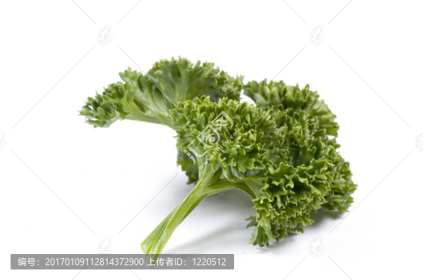 一小枝香菜-匯圖網(wǎng) www.fosd68.com 一小枝香菜