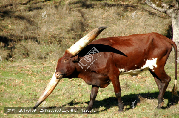 大喇叭-匯圖網(wǎng) www.fosd68.com 大喇叭