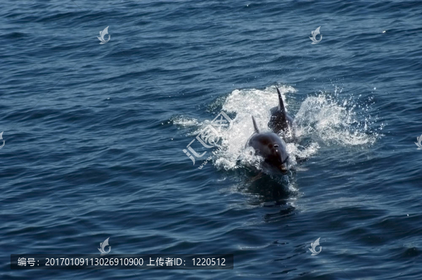 海豚