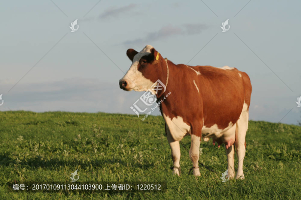 牛