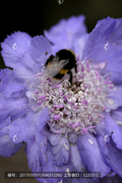 Scabiosa（Clive,Greaves）