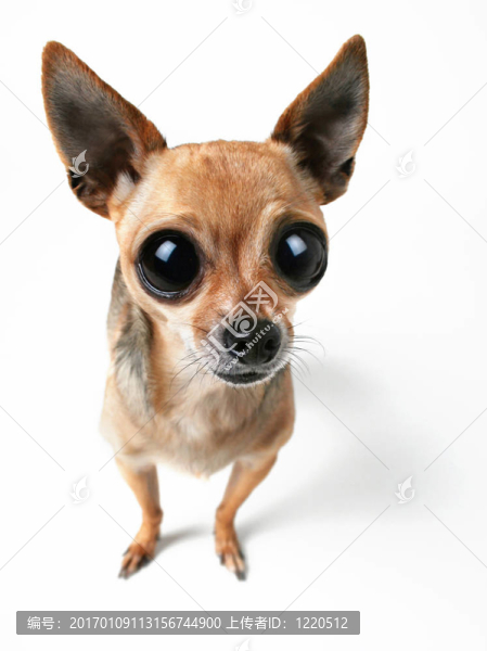 大眼睛的奇瓦瓦