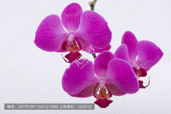 蘭花