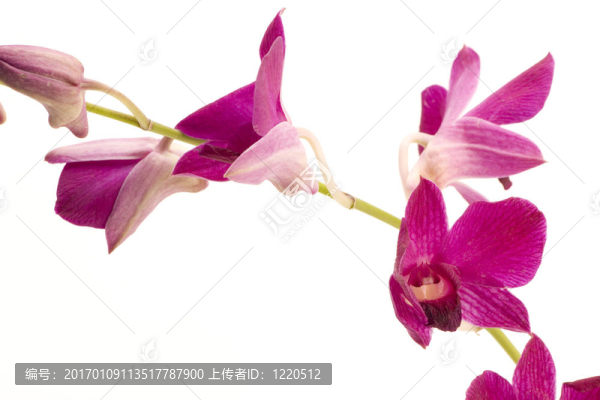 粉紅色的蘭花