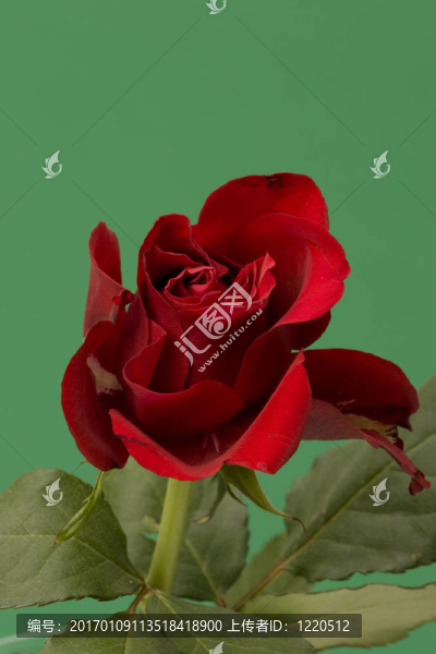 紅玫瑰
