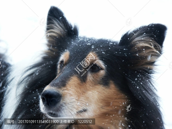 三色犬在