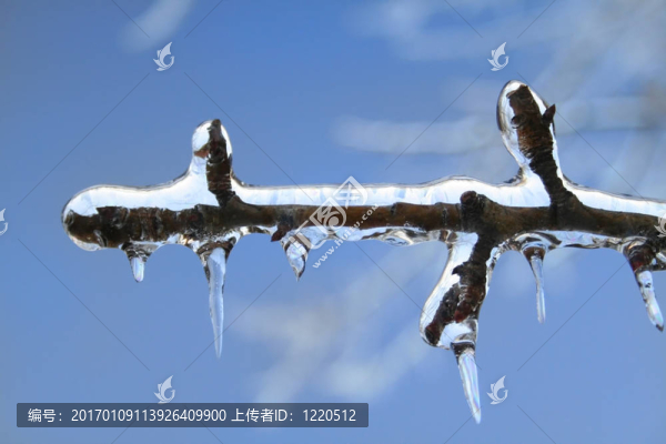 冰雪覆蓋的樹枝