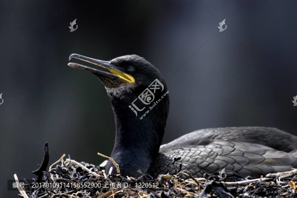 常見(jiàn)的粗毛（Phalacrocorax,aristotelis