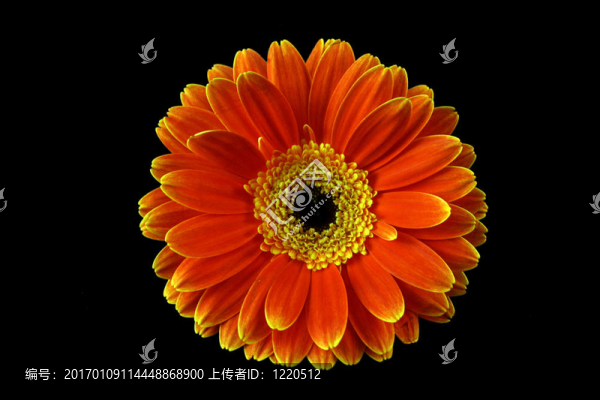 黑色背景上的花