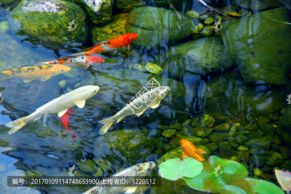 錦鯉池