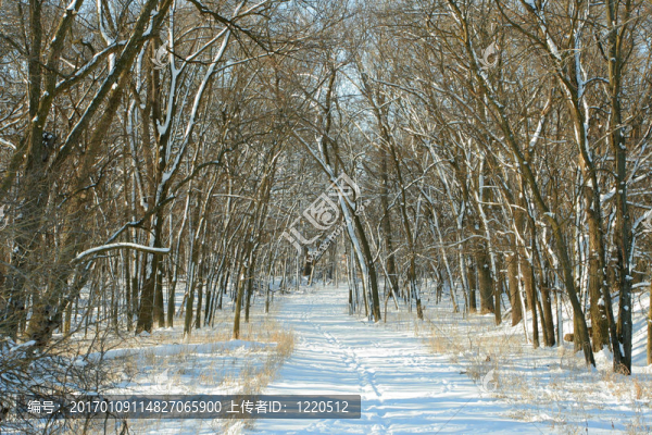 積雪的道路