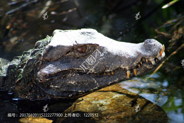 鱷魚