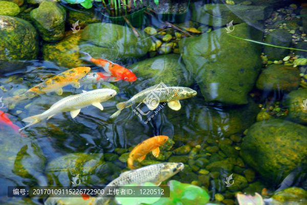 錦鯉池
