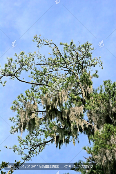 Pines西班牙苔蘚