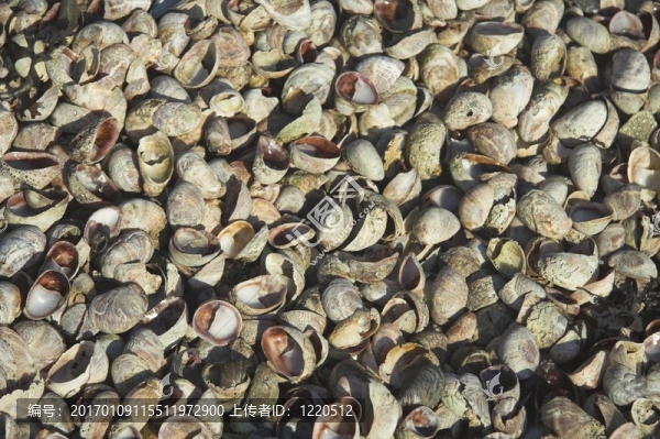 貝殼