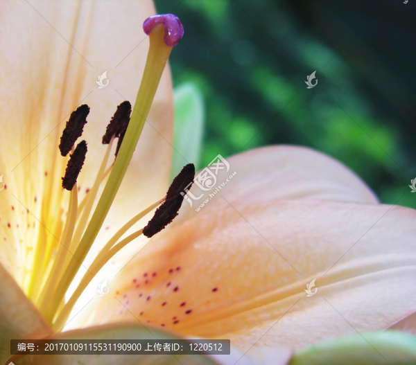在百合