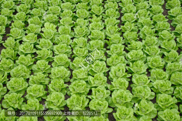 奶油生菜