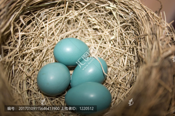 羅賓雞蛋