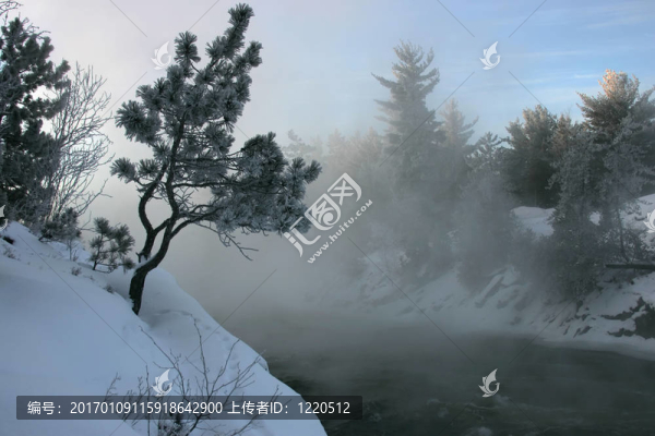 寒冷的樹